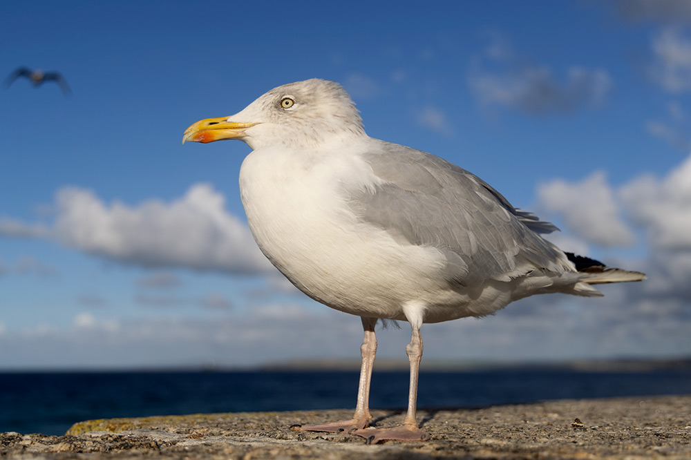 Herring gull